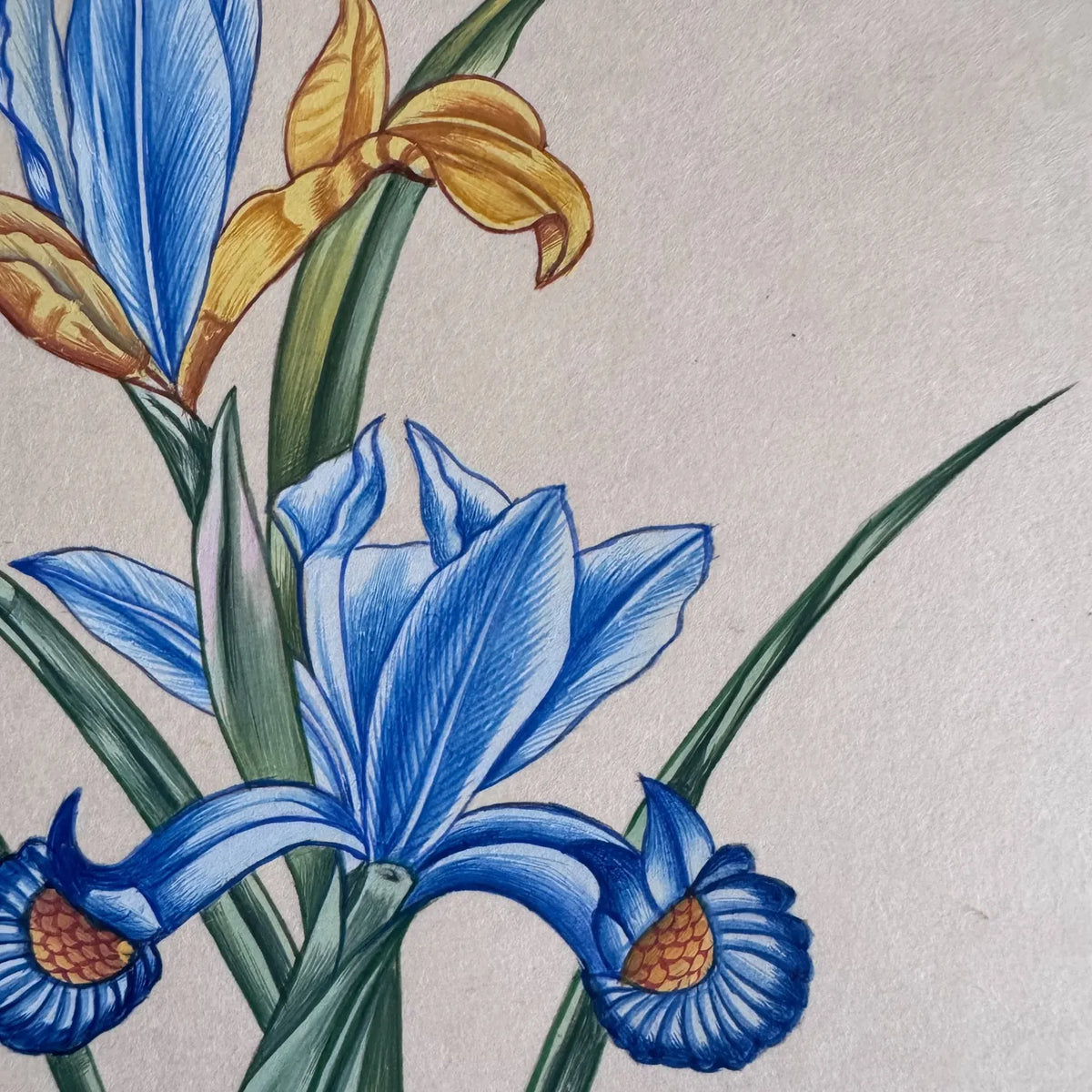 Close-up of blue and golden-yellow irises with fine veined petals, orange-patterned centres and long green leaves, painted on handmade paper