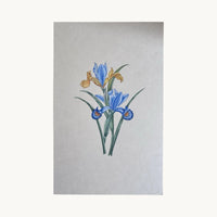 Original miniature painting of two blue irises with golden-yellow petals, on handmade paper