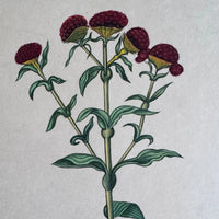 Close-up of crimson cockscomb flower heads on yellow cups with branching green stems, painted on handmade paper