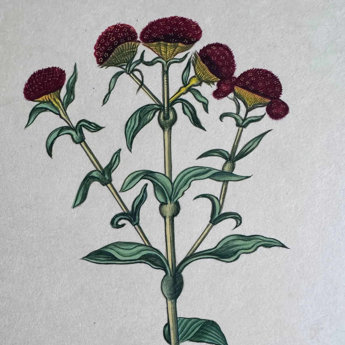 Close-up of crimson cockscomb flower heads on yellow cups with branching green stems, painted on handmade paper