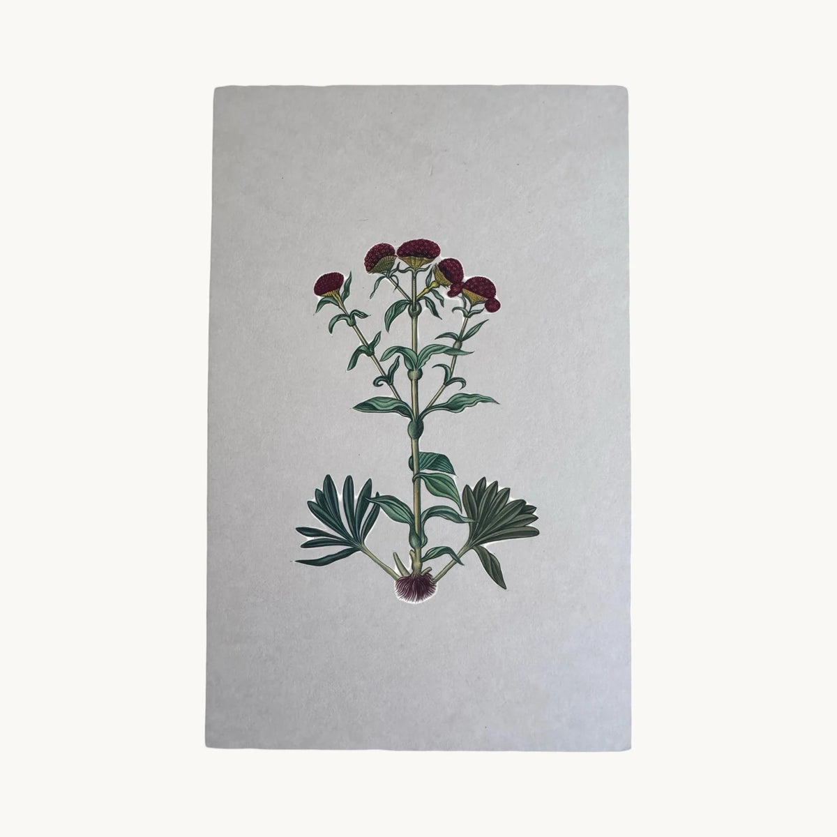 Original miniature painting of a crimson cockscomb plant with yellow cups and exposed roots, on handmade paper