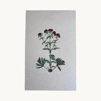 Original miniature painting of a crimson cockscomb plant with yellow cups and exposed roots, on handmade paper
