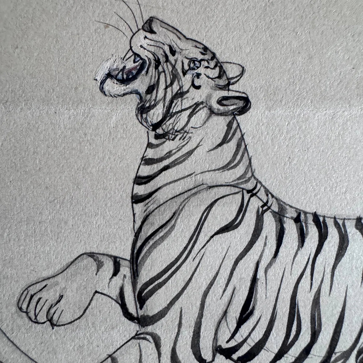 Close-up of a roaring tiger drawn in fine line work, with pencil guidelines visible on old paper